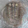 Huge, Cyphaspides Trilobite - Jorf, Morocco #62658-5